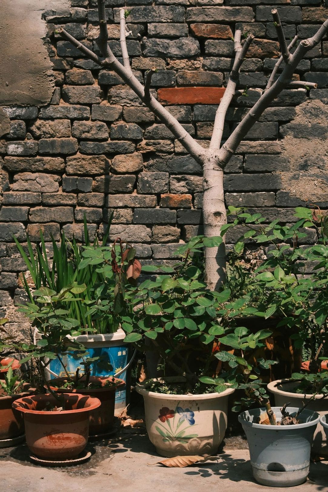 Jardin Harmonie 13