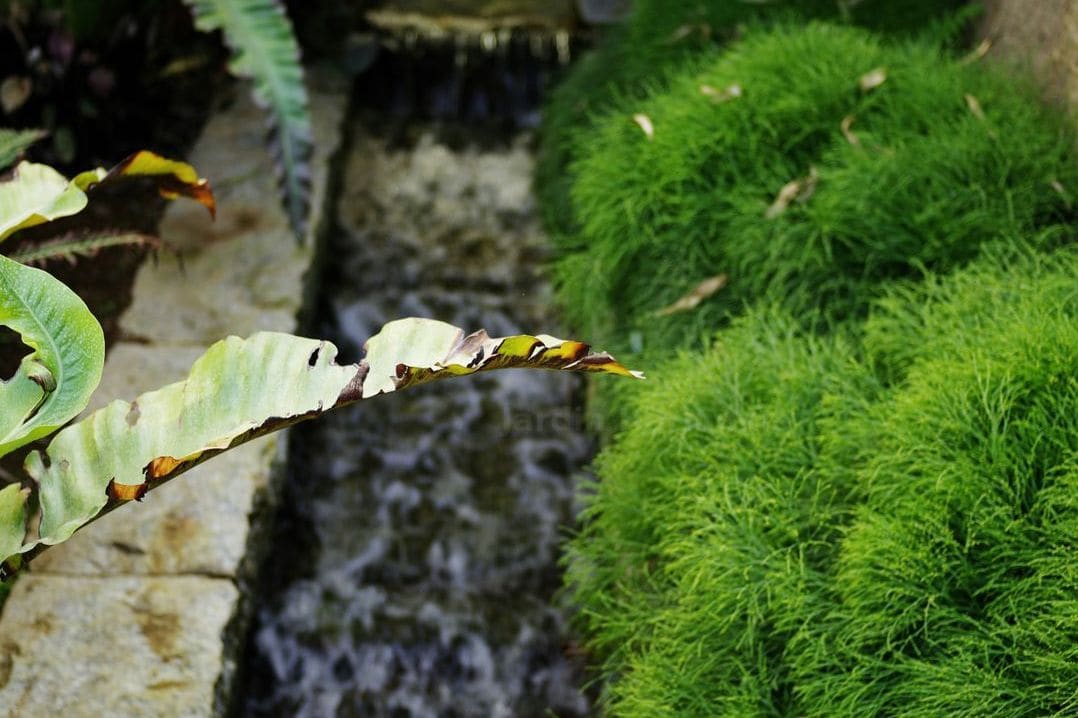 Jardin Harmonie 6