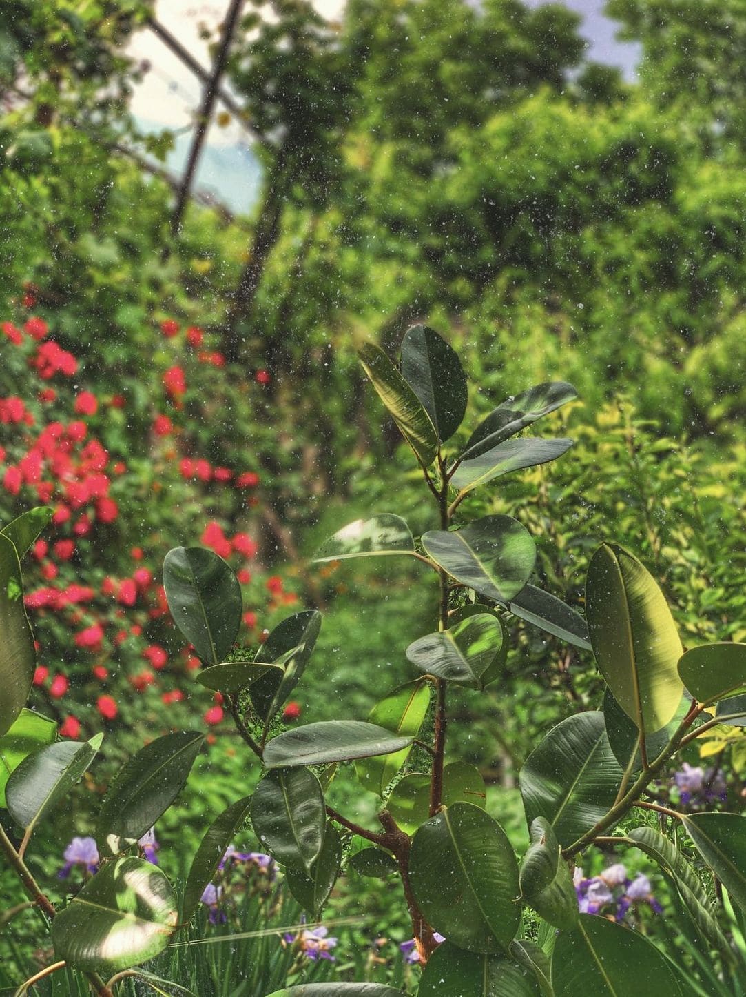 Jardin Harmonie 7