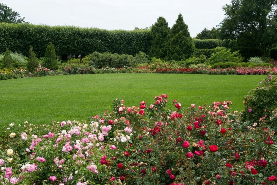 Taille de haies, arbustes et rosiers